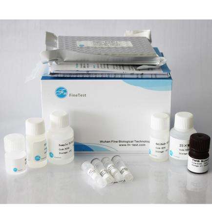 Human HMGB1 ELISA kit|人HMGB1 ELISA试剂盒
